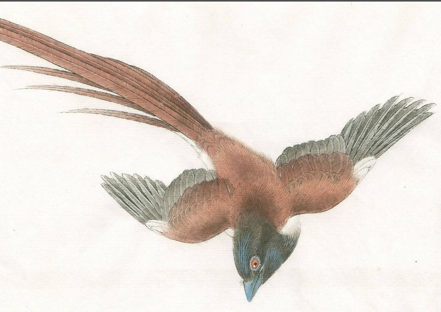 工笔画步骤分享(鸟类设色步骤——绶带鸟) 概述:绶带鸟属于中等体型