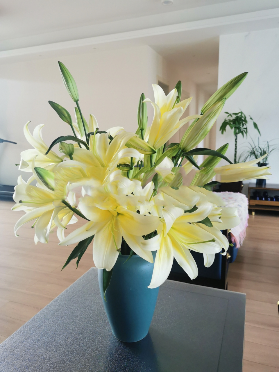 a级多头黄金甲百合 a级多头黄金甲,开花直径远超30cm,杆子粗,花苞又大