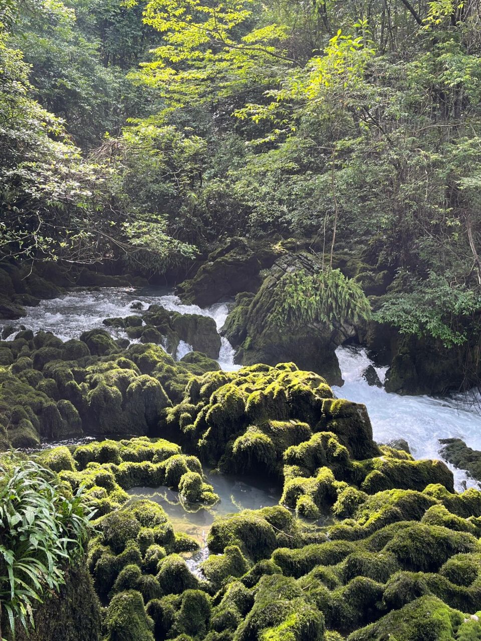 茂兰国家级自然保护区图片