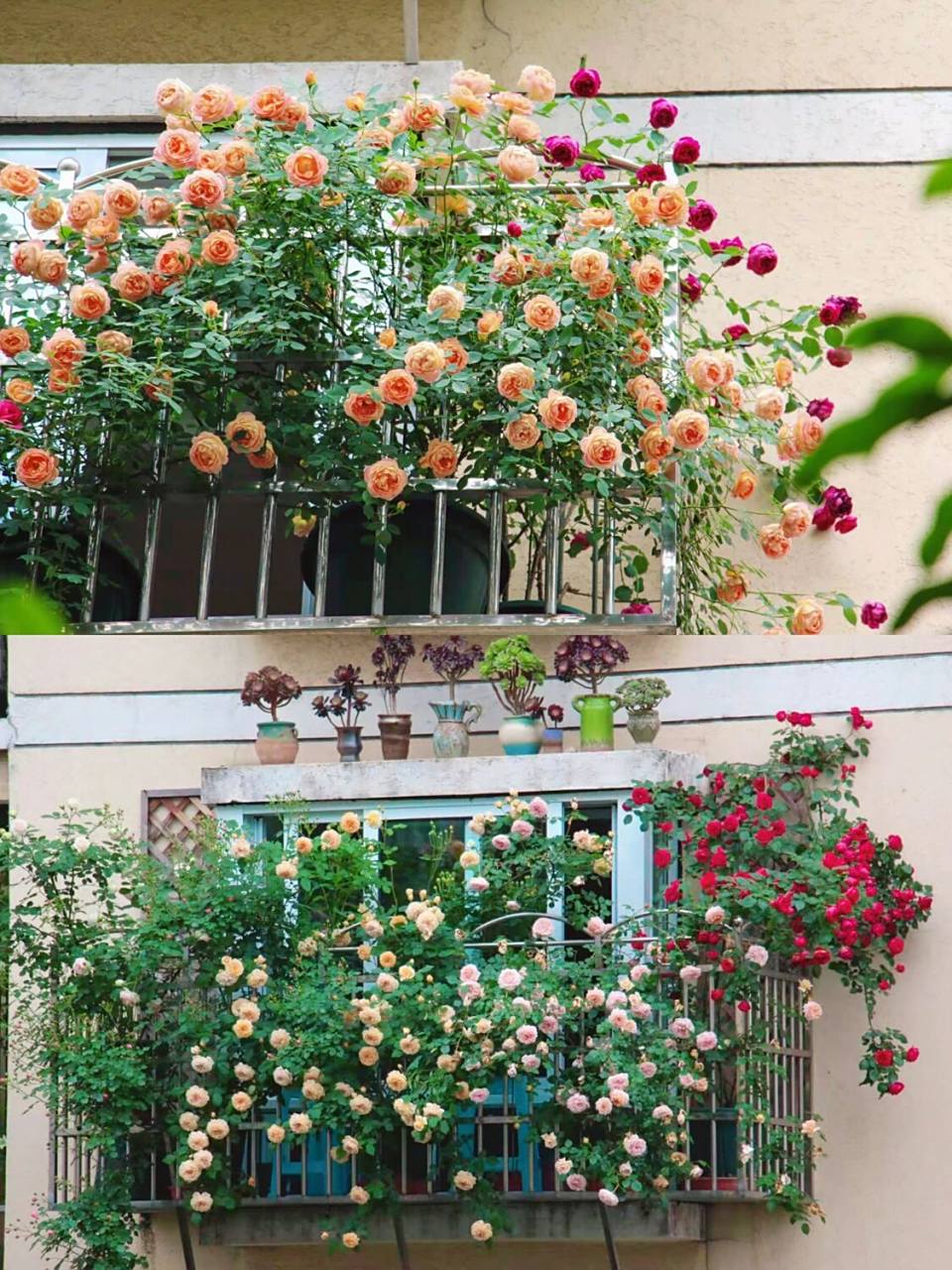 植物清单|4款适合阳台的爬藤植物 *牵牛花: 应该是夏天最常见的开花