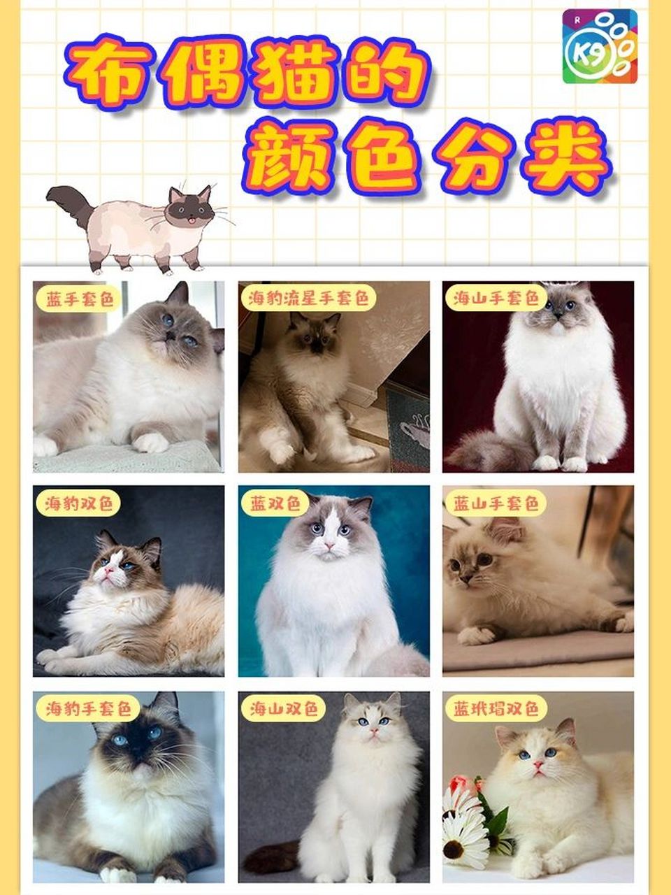 海双布偶猫颜色变化图片