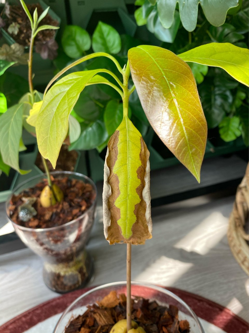 解决牛油果05焦边掉叶问题 牛油果水培出叶子非常容易,想又高又茁壮