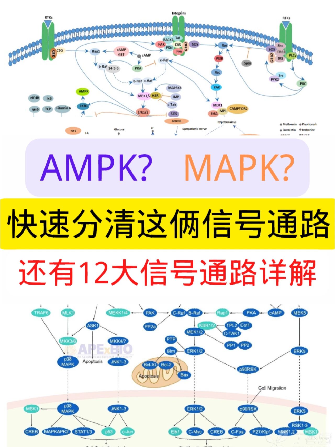 AMPK通路图片