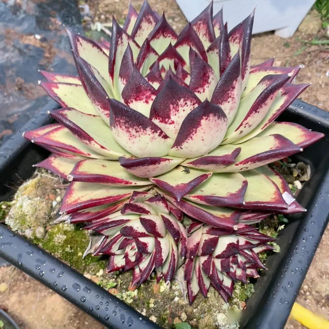 多肉今日分享 乌木九宫格