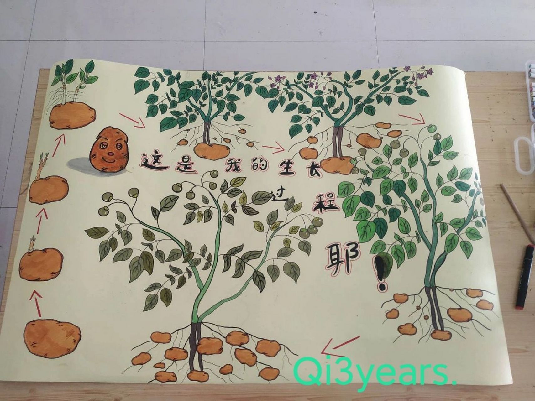 土豆生长过程 土豆生长过程,手绘,活动探讨课,儿童画