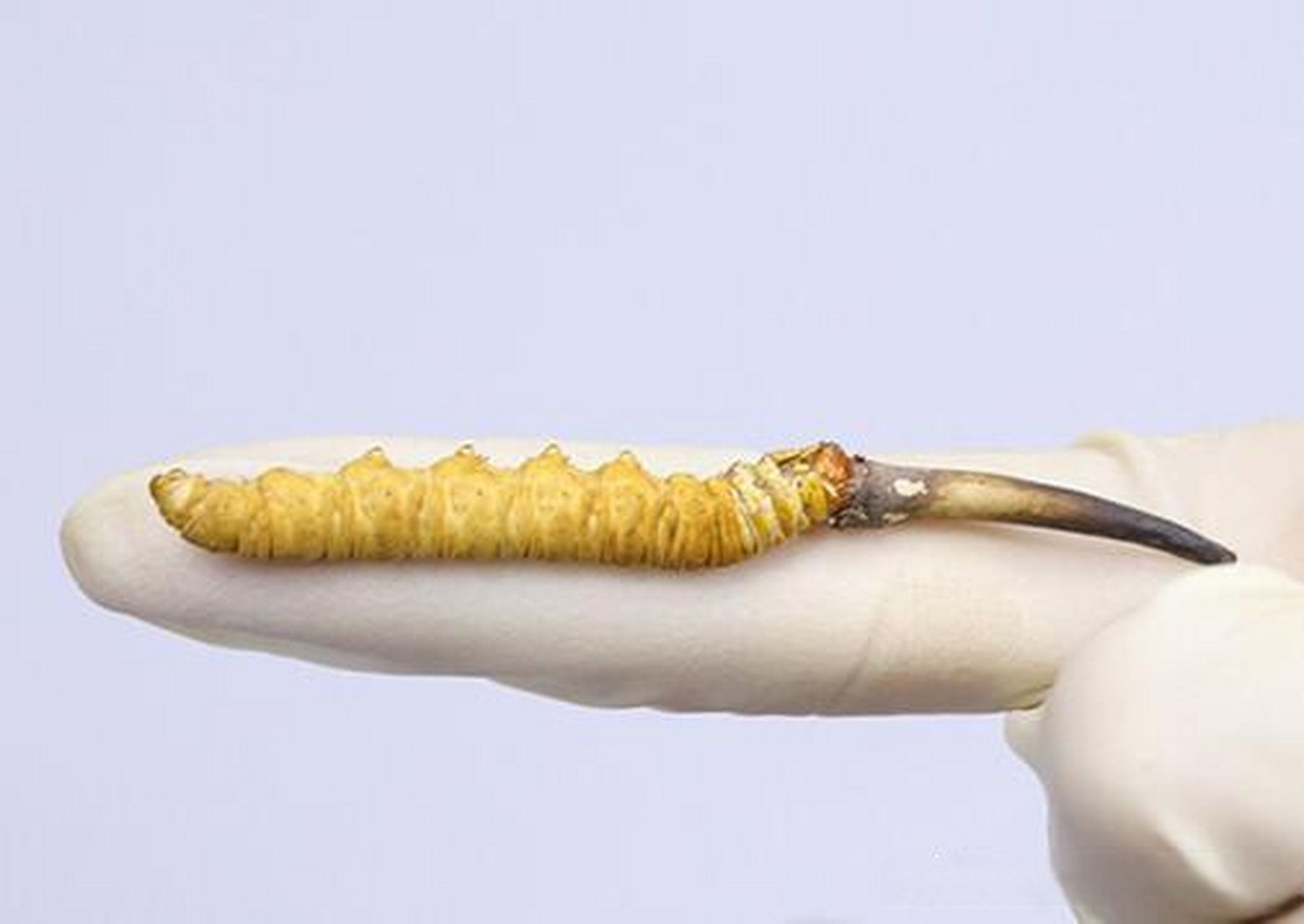 广州哪里回收冬虫夏草!