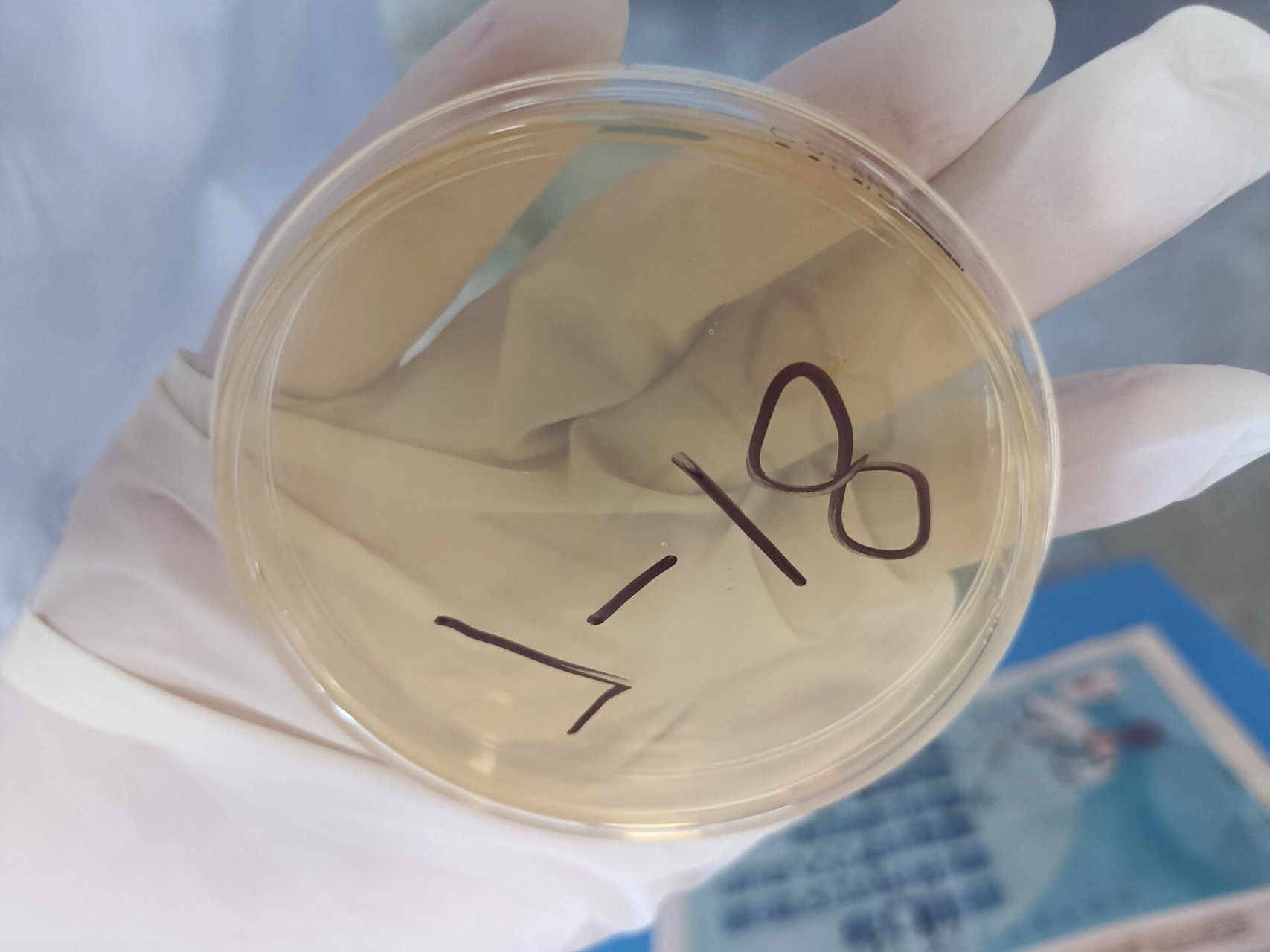 实验课之细菌平板划线分离培养法 周一做的实验,好玩的捏,第一区划得