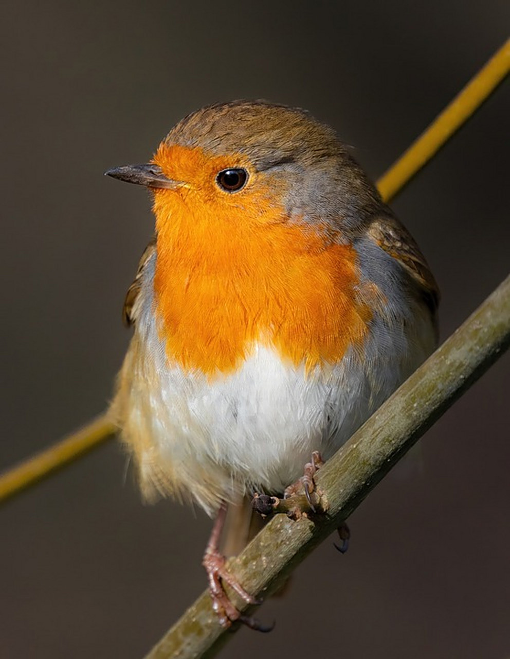 动物趣图#可爱的知更鸟,体色柔美,站在枝头,开心的歌唱