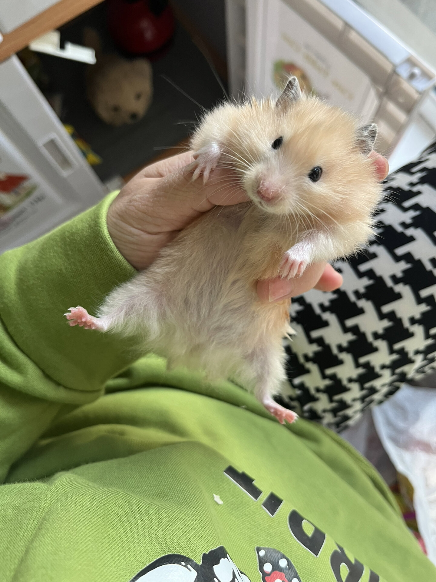 拼xx20多买的长毛金丝熊,是它长开了