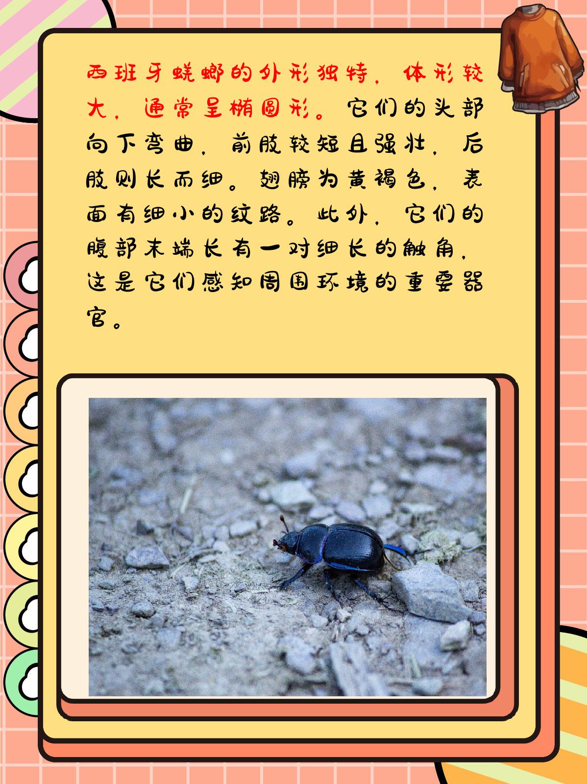 西班牙蜣螂的特点和生活特征