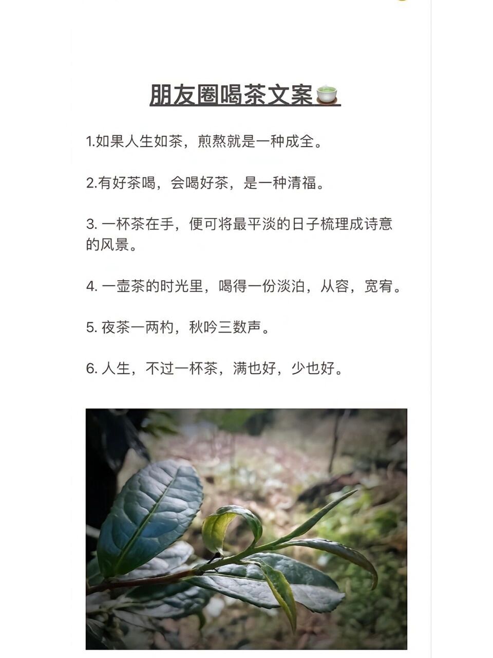 有好茶喝,会喝好茶,是一种清福.