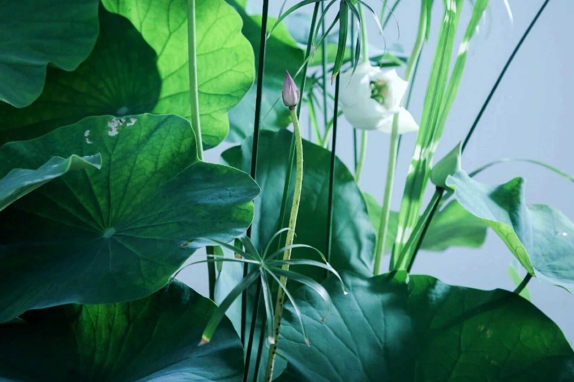 " 荷花出淤泥而不染的高贵品质 受到不少文人雅士的喜爱 荷花有很多