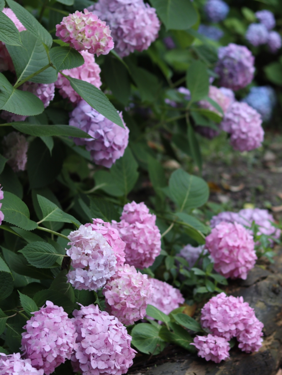 上海紫阳花季赏花攻略 97紫阳花又名绣球花,八仙花,目前上海的