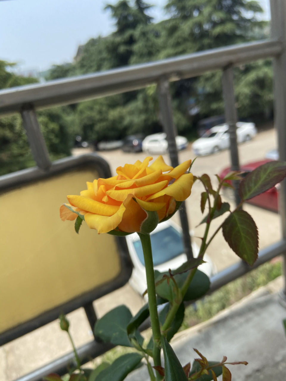 月季辉煌 周一的早晨