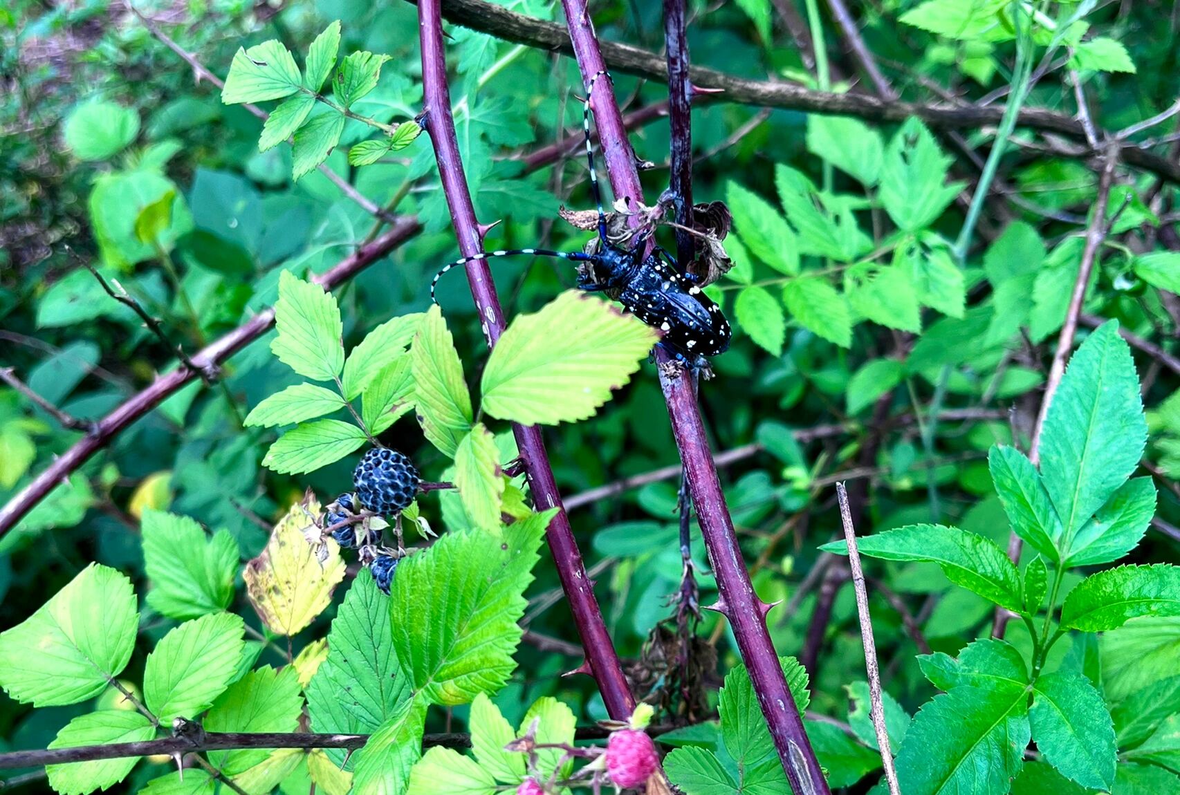 重庆主城摘野树莓/刺莓好地 附图文地址～ 又是野树莓成熟季～ 这次摘