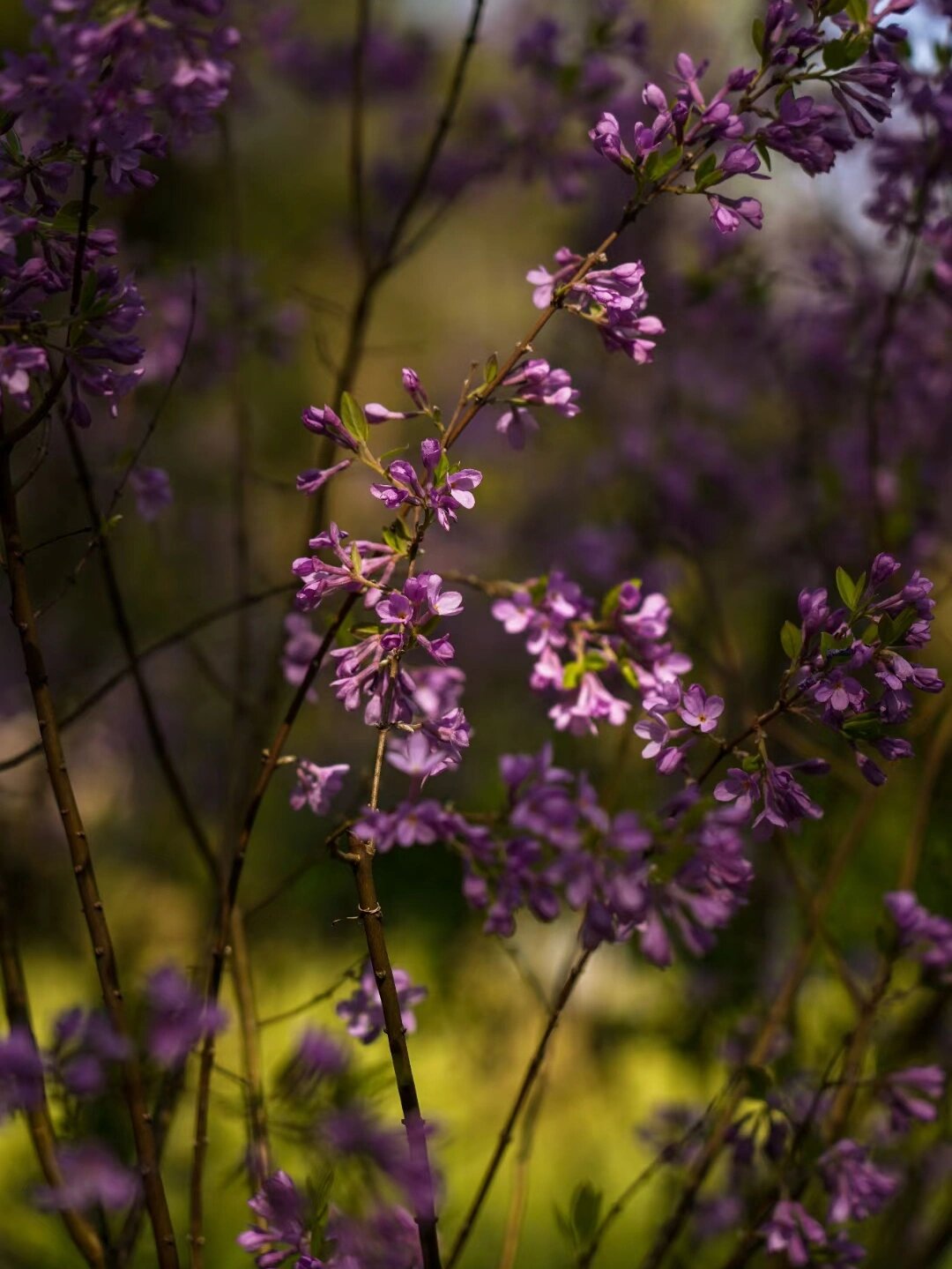 故芫花又名闹鱼花.