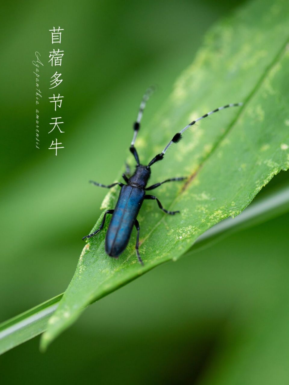 苜蓿多节天牛|每日昆虫 两角徒自长, 空飞不服箱.