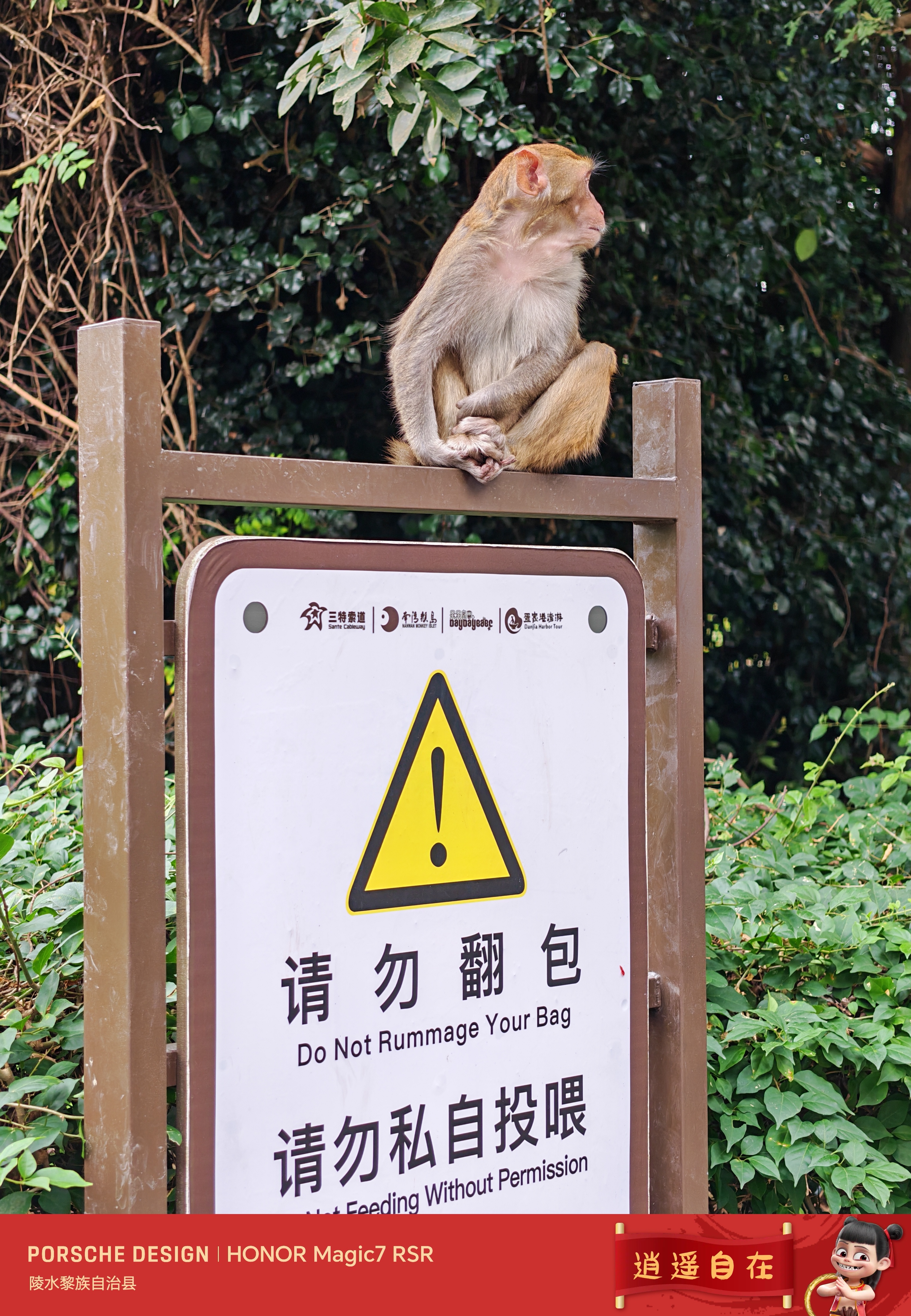 今天来文明观猴