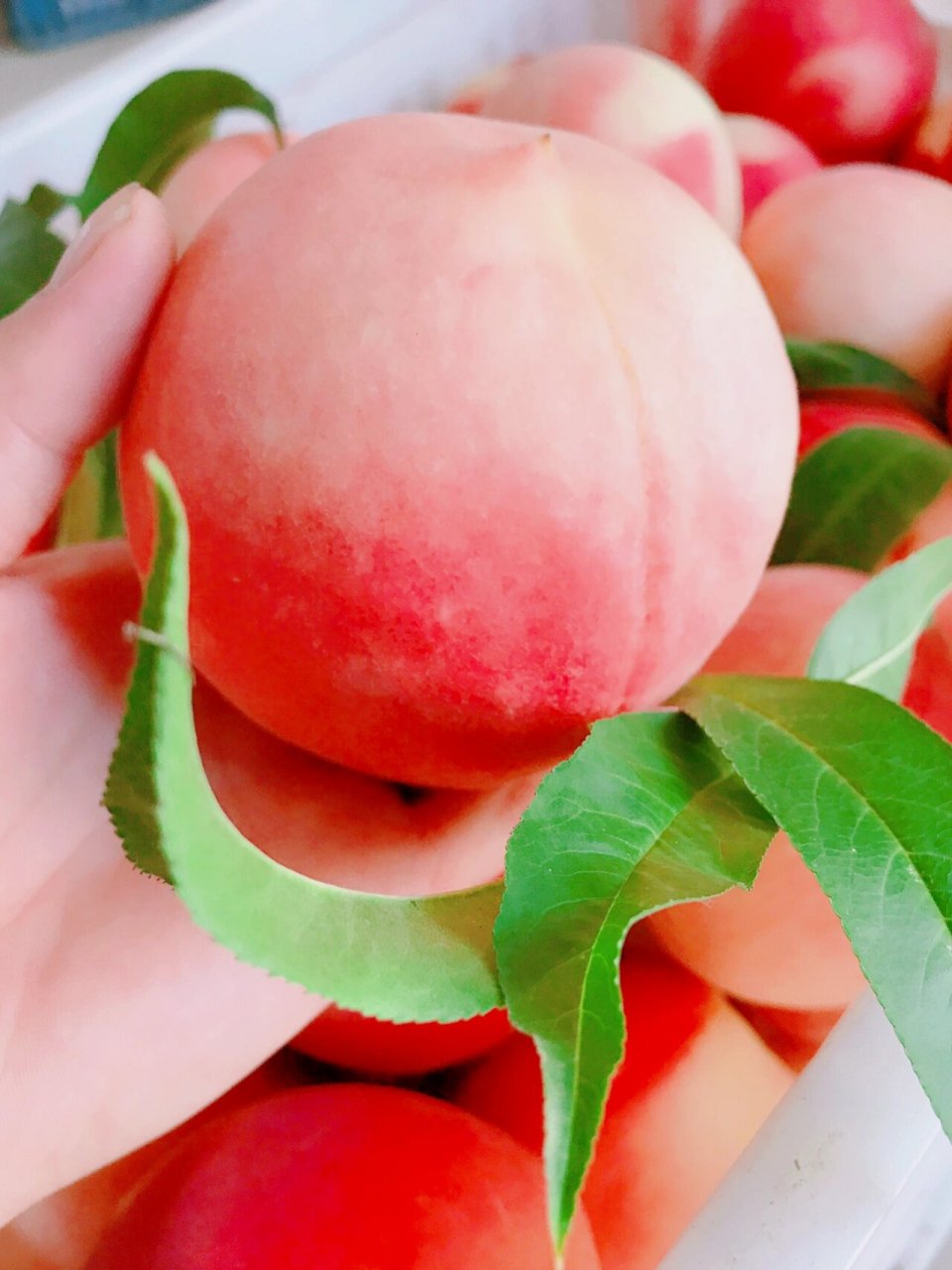 这种离核的桃子你们喜欢吃吗?