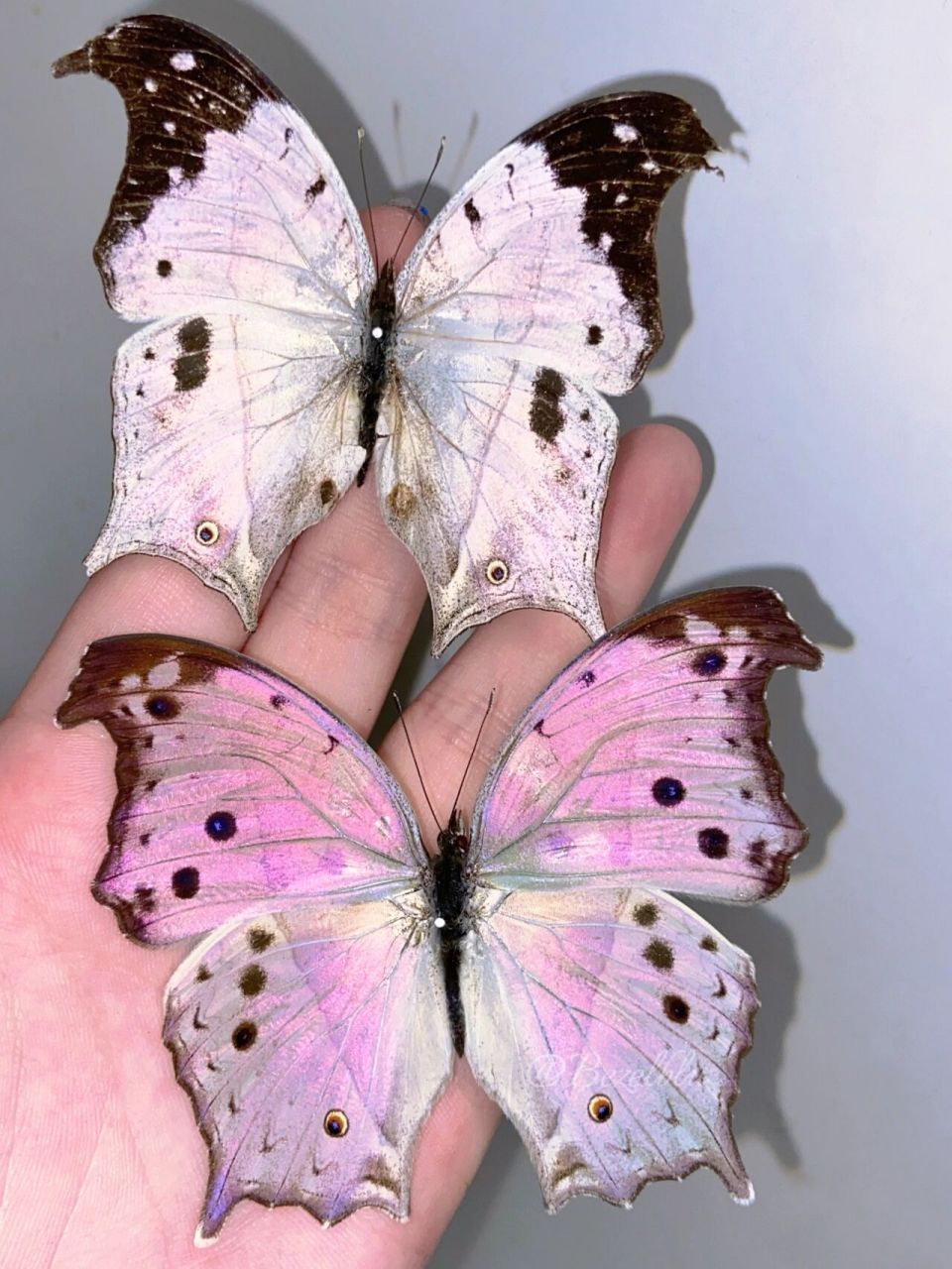 泛着粉紫偏光的绿贝矩蛱蝶 好久没分享新展的一些蝴蝶啦 最近有收集到