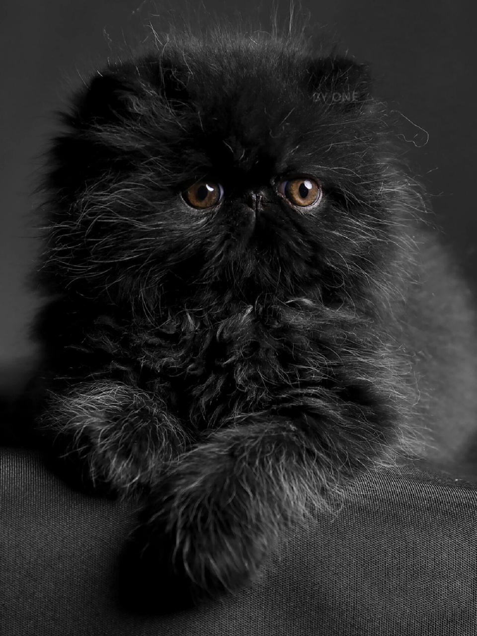 长毛猫品种黑色图片