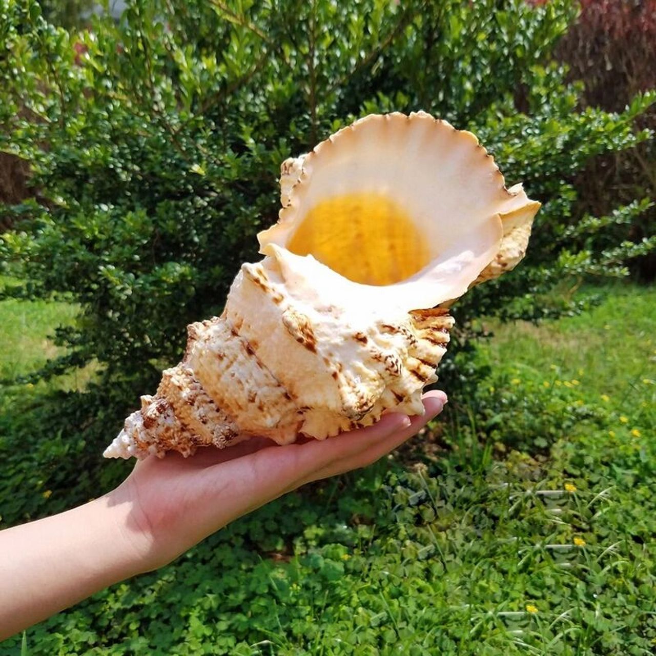 好物种草 | 名彩贝螺·天然海螺摆件 来自大海的艺术品