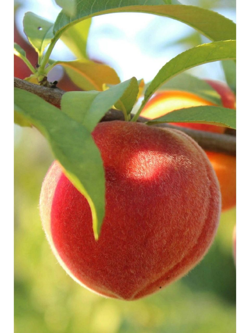 一招教你洗掉桃毛 现在正是桃子99大量上市的季节,喜欢吃桃子的朋友