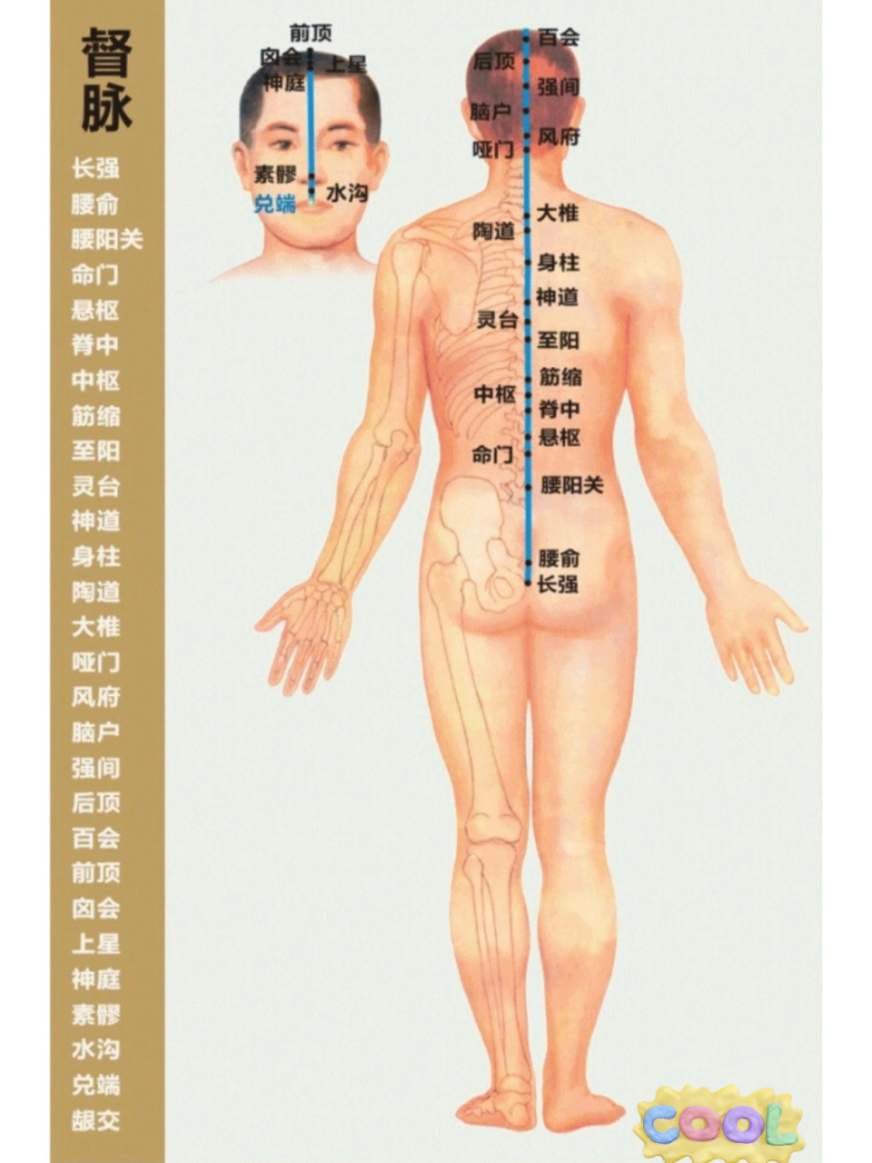 督脉 阳脉之海 督脉贯通在整个身体后侧脊柱,手三阳和足三阳在督脉的