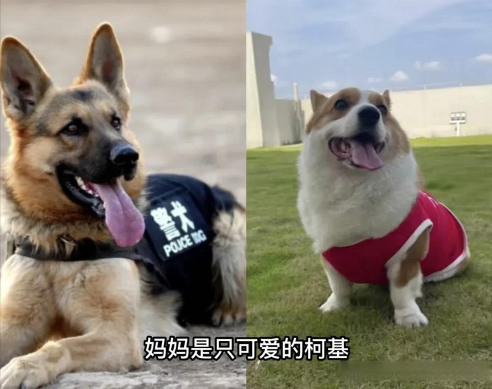 德牧 柯基,柯基短腿基因太强了吧