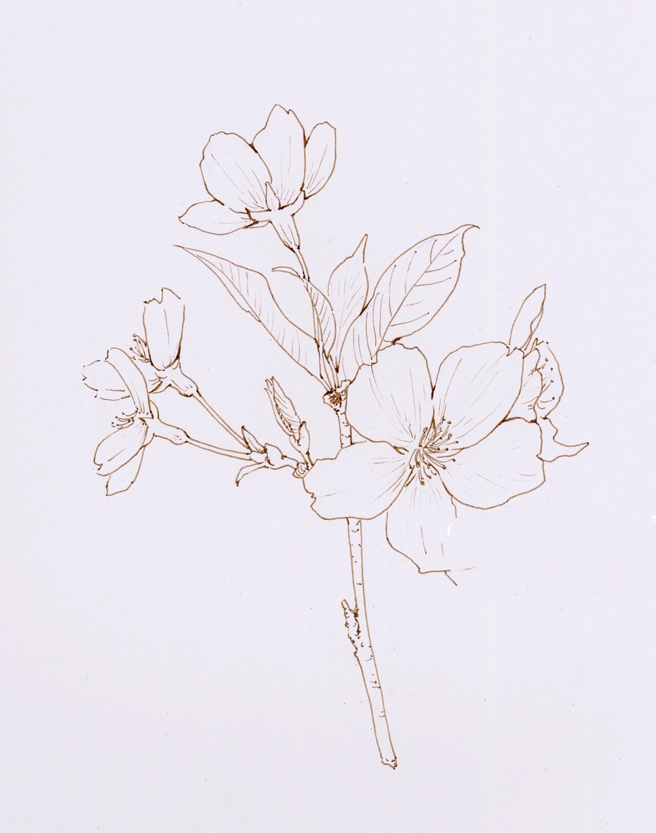 早春樱花速写合集 花卉写生(原创) 早春武汉的樱花都开放了,周末朋友