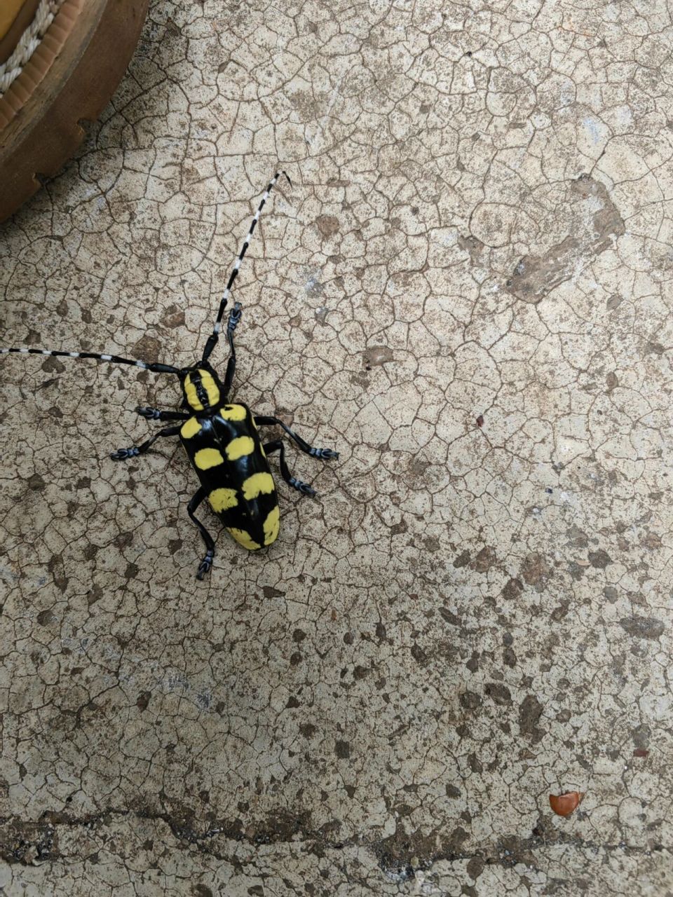 黄斑星天牛,害虫,但是真的好好看