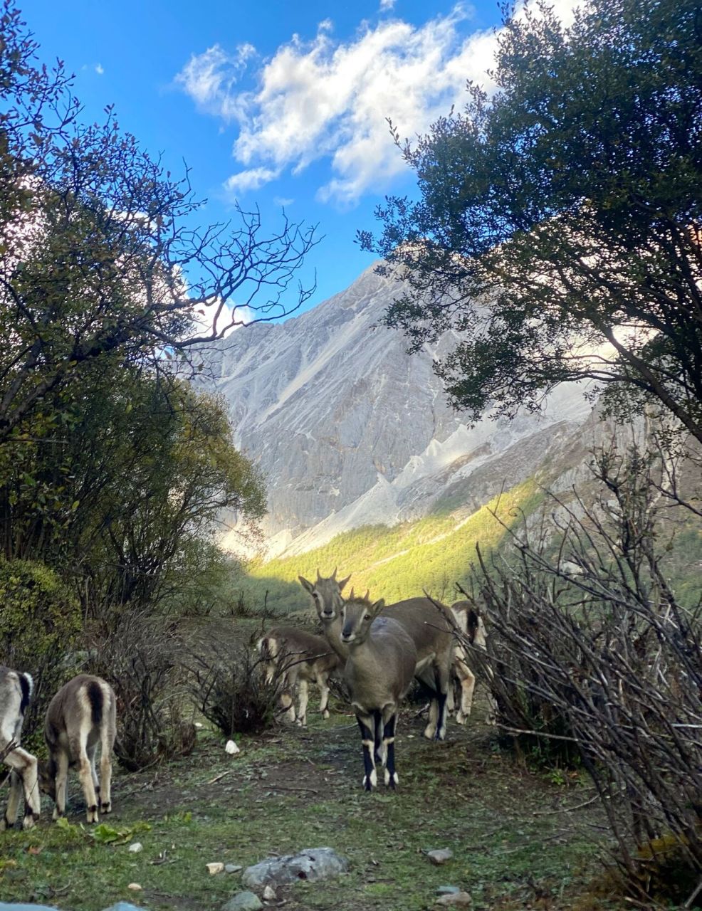 初秋的稻城亚丁——洛绒牛场太美啦