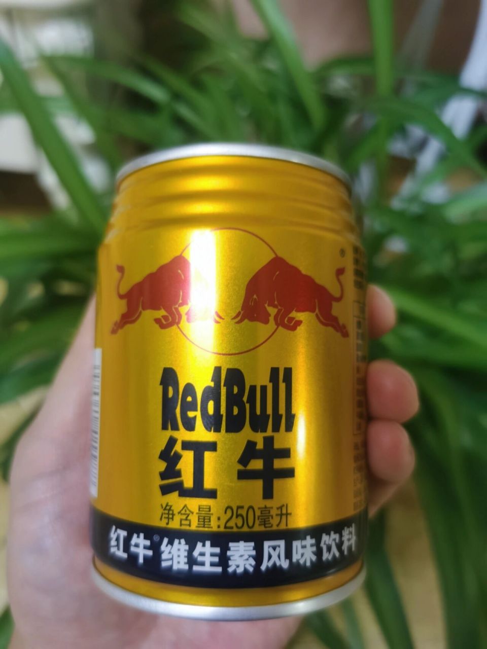 红牛照片真实图片图片