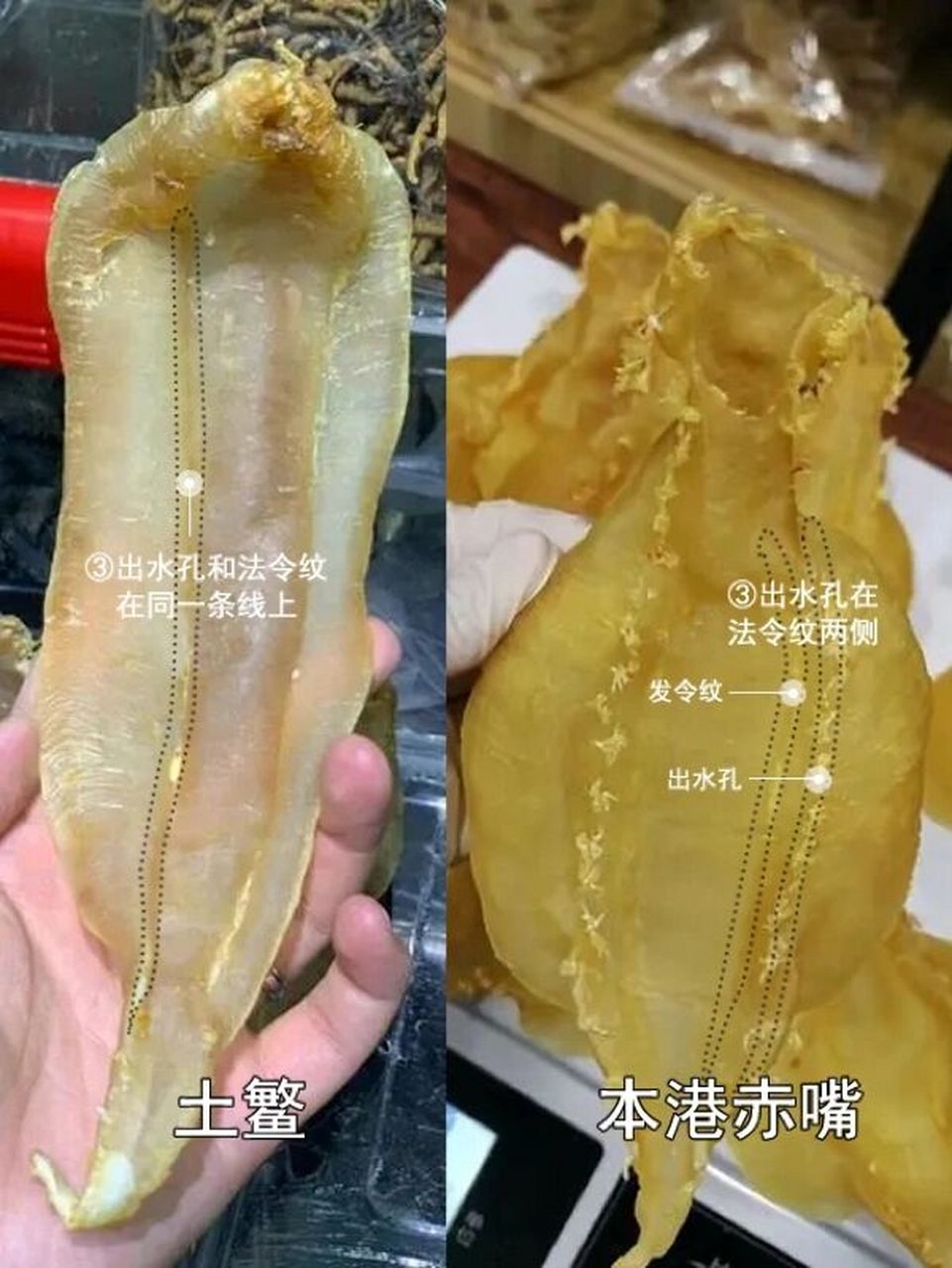 本港赤嘴鳘的鱼体和鱼胶特征区别?