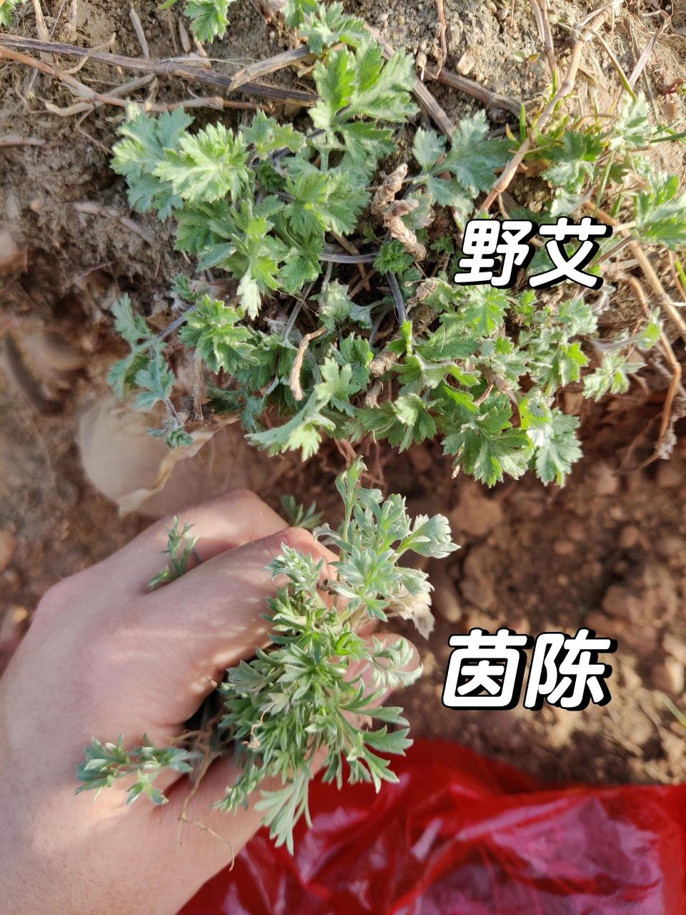 白蒿艾草的区别图片图片