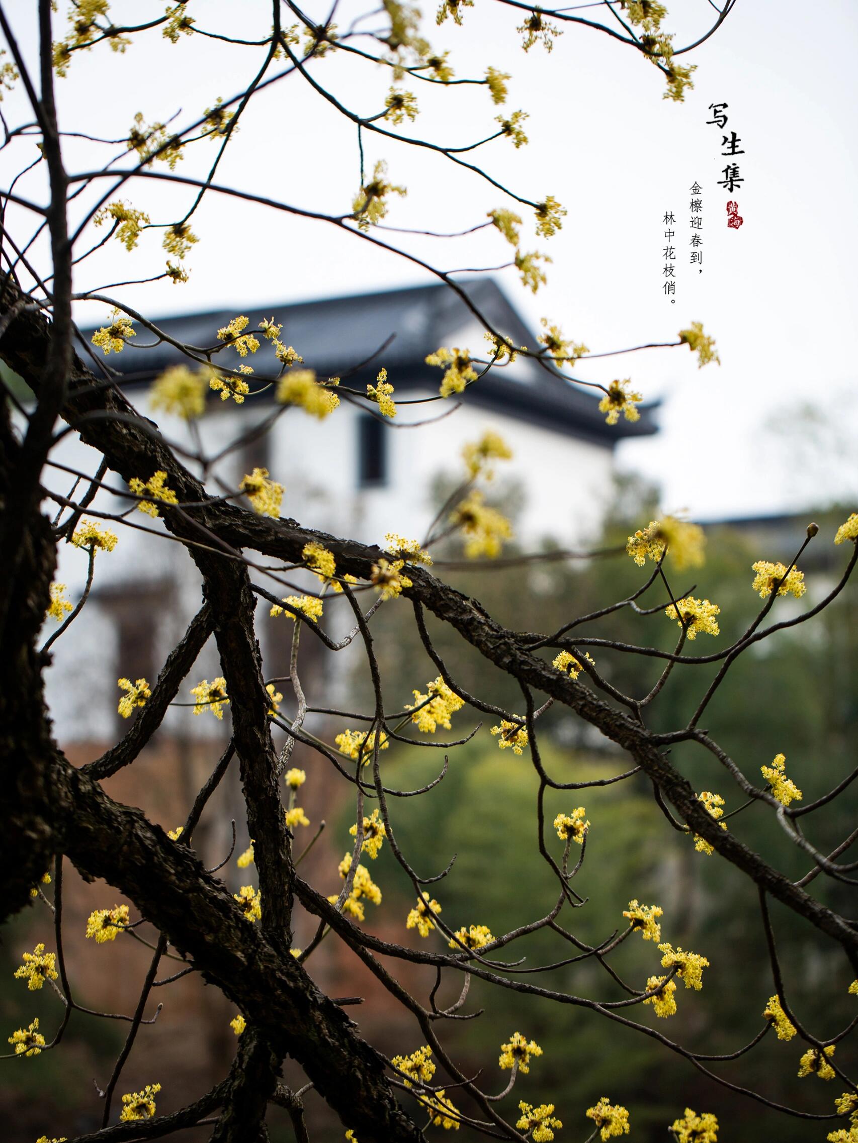 檫木花|sassafras tzumu