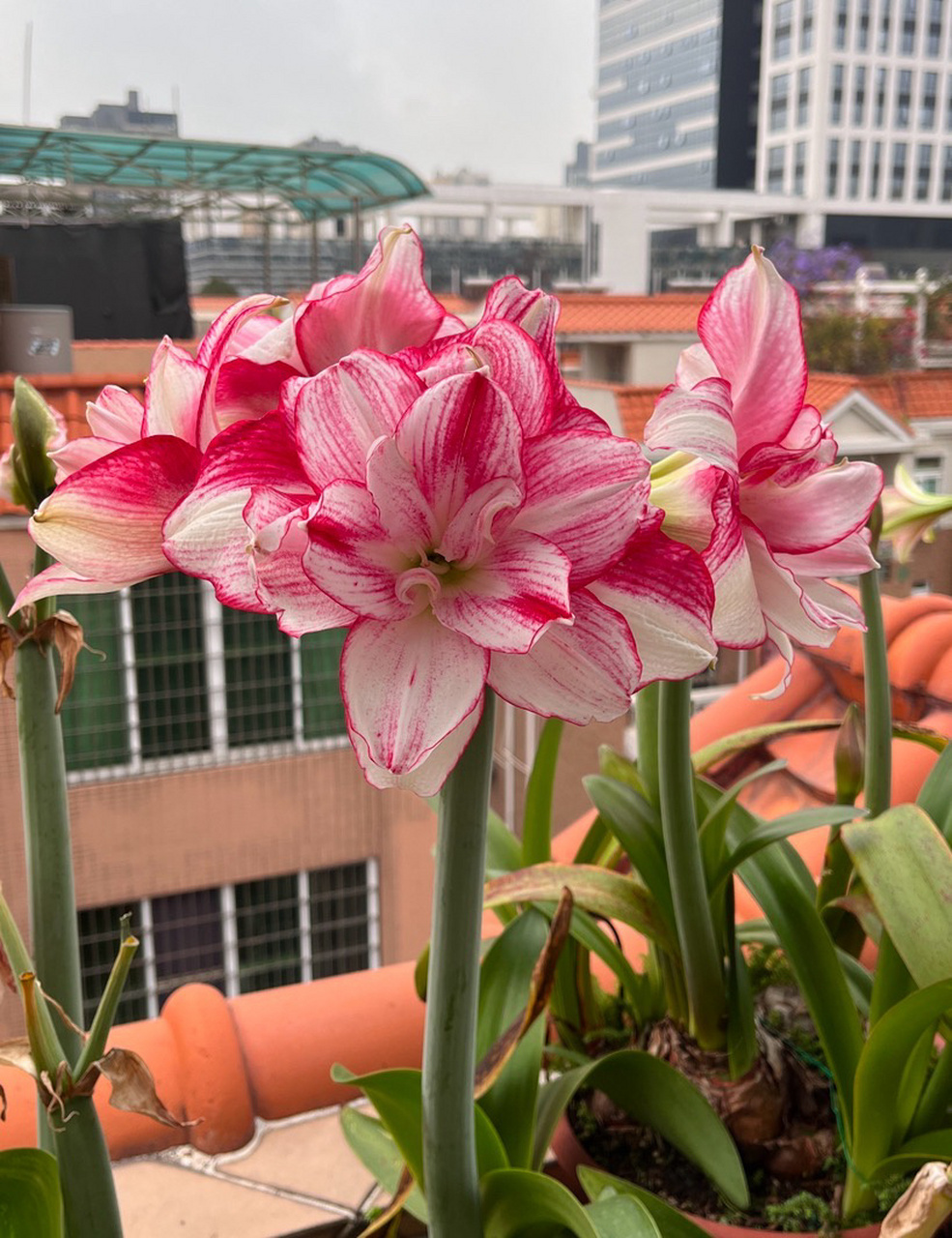 澳洲朱顶红 瑞秋 不同时间的瑞秋 花大 有香味