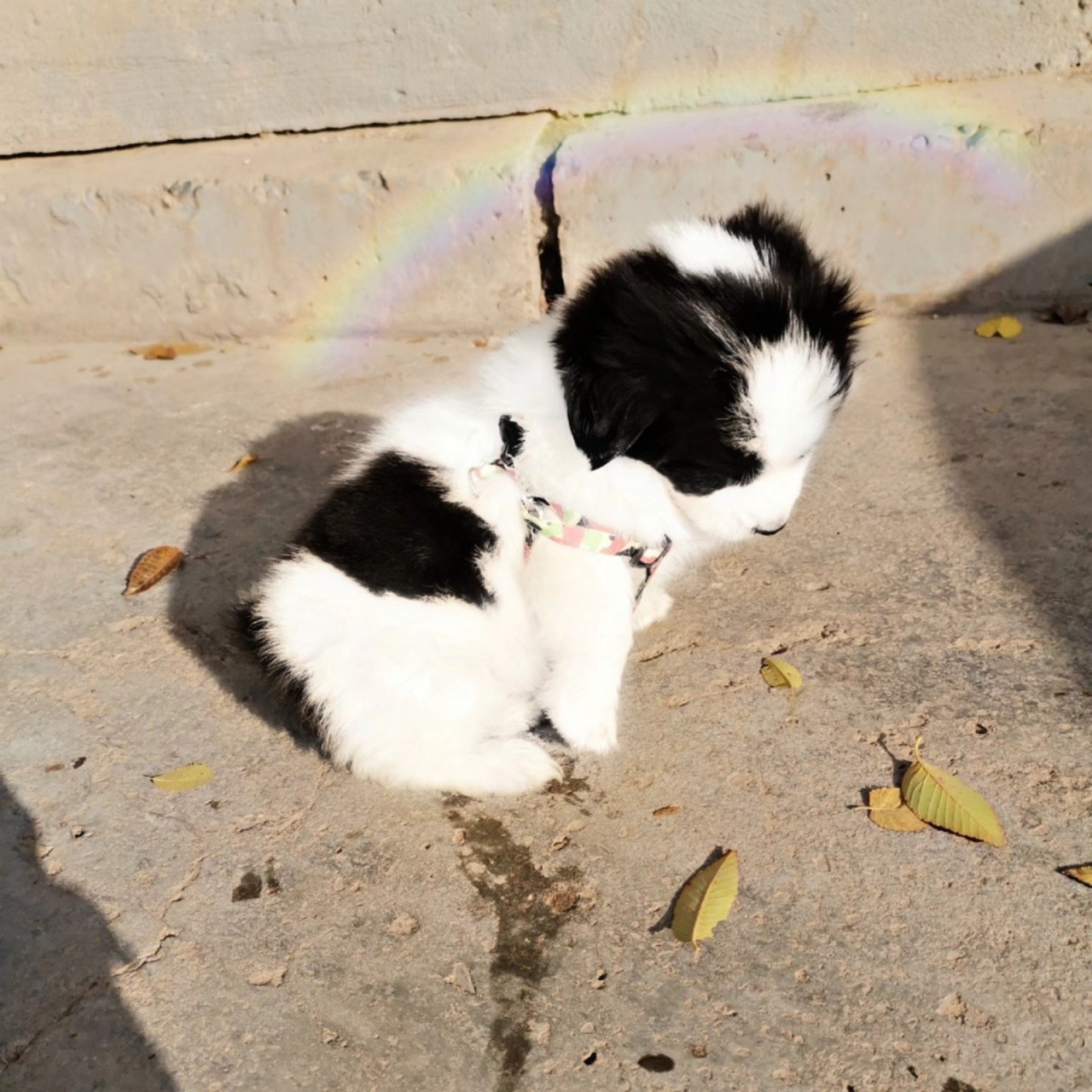 边牧和萨摩耶的串串 智商随了边牧,坐,卧,握手,叫,定点大小便……教了