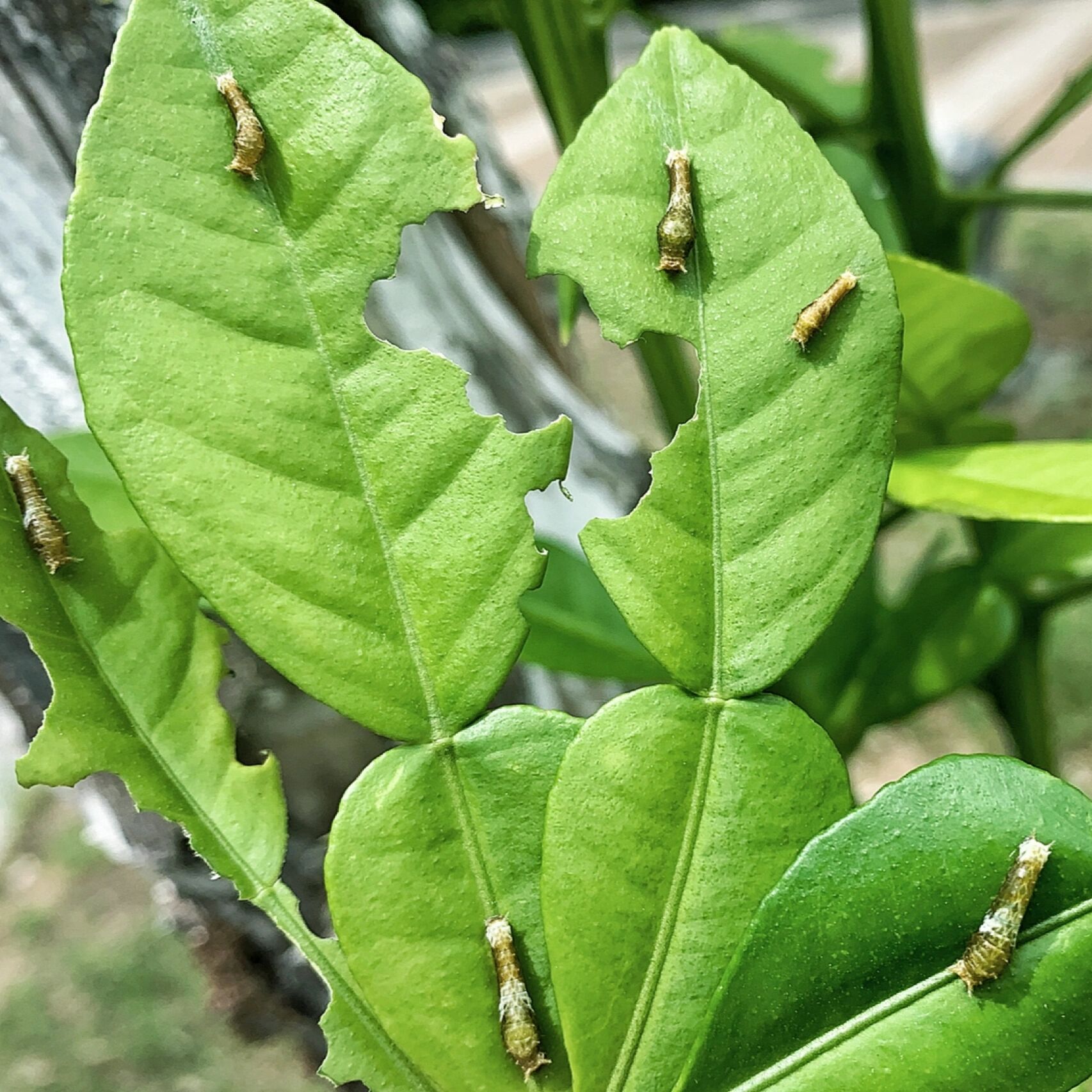 昆虫记—凤蝶幼虫 又到了养蝴蝶的季节啦!