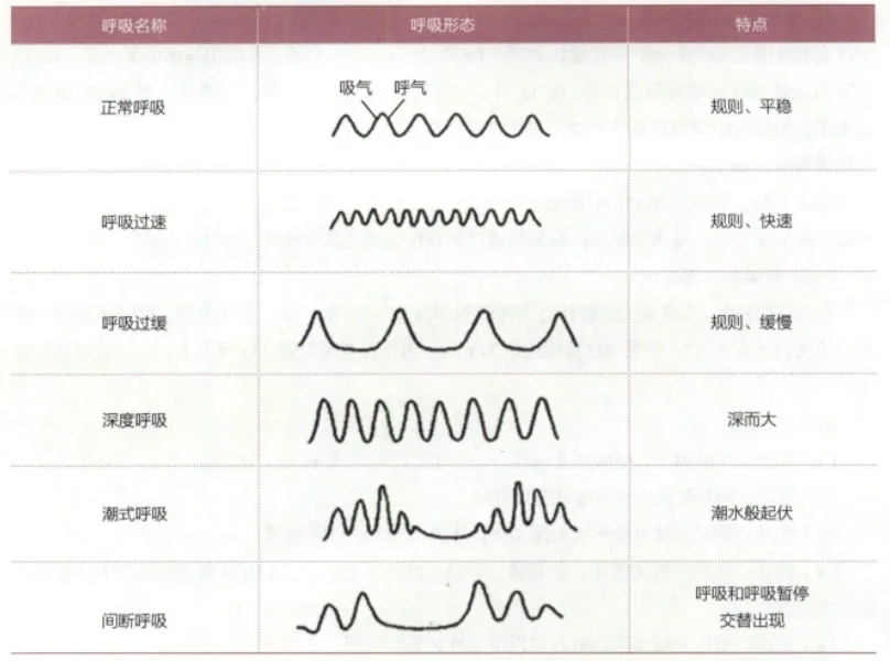 各种呼吸形式示意图 各种呼吸形式示意图