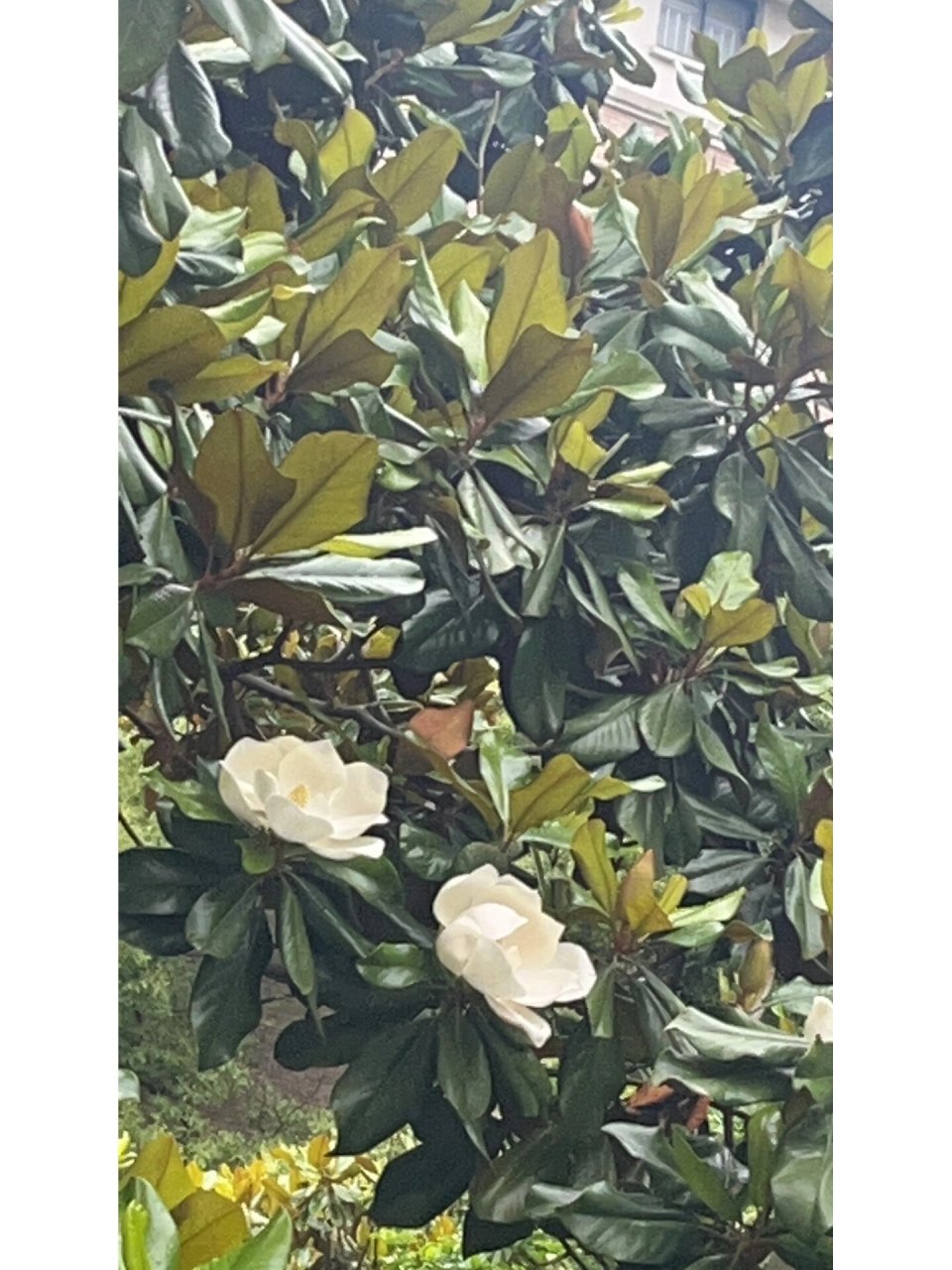 露养的琴叶榕开花了 琴叶榕的花真漂亮