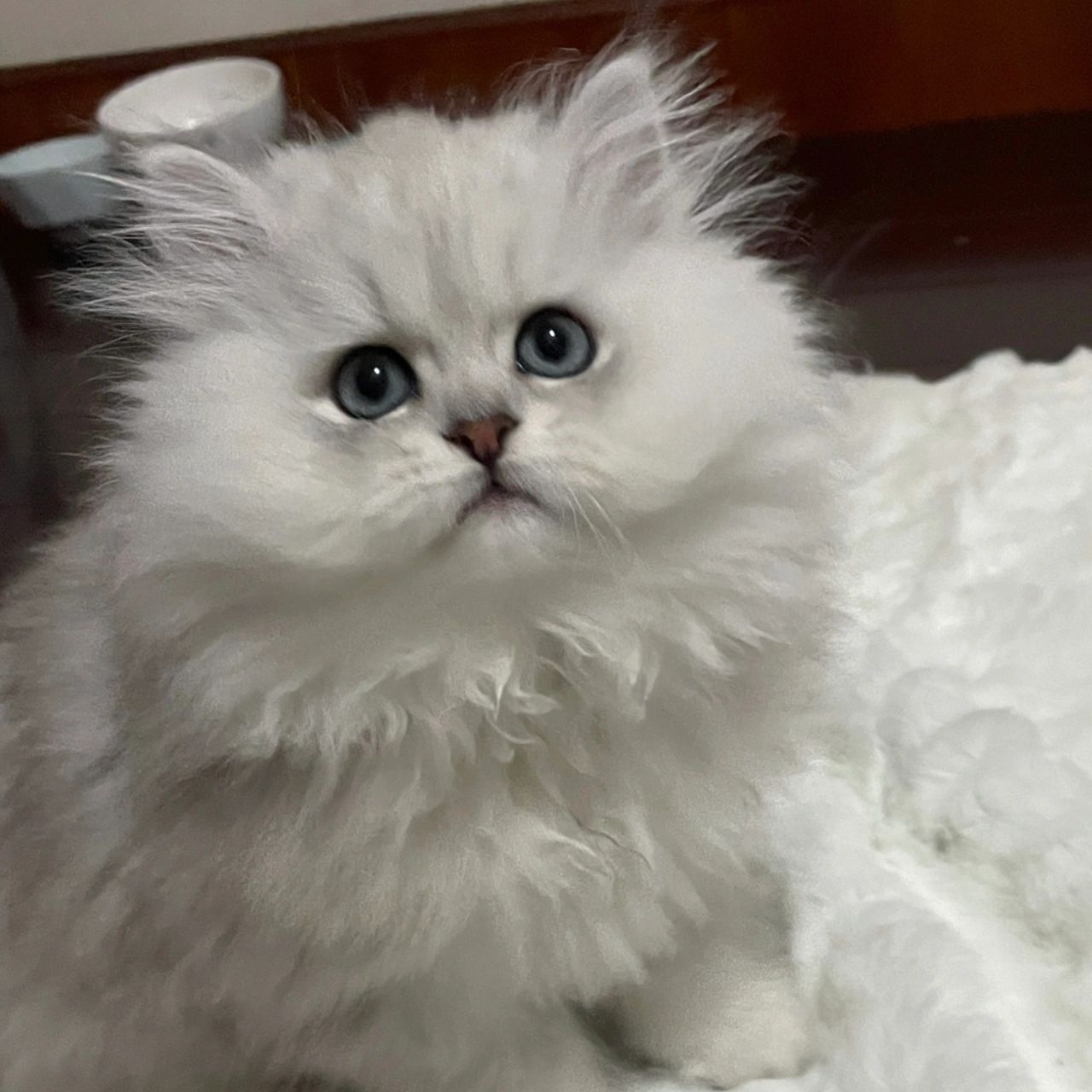 猫咪褪蓝膜记录95 nico的蓝膜褪完啦～ 图16615 :3月5日晚 图2