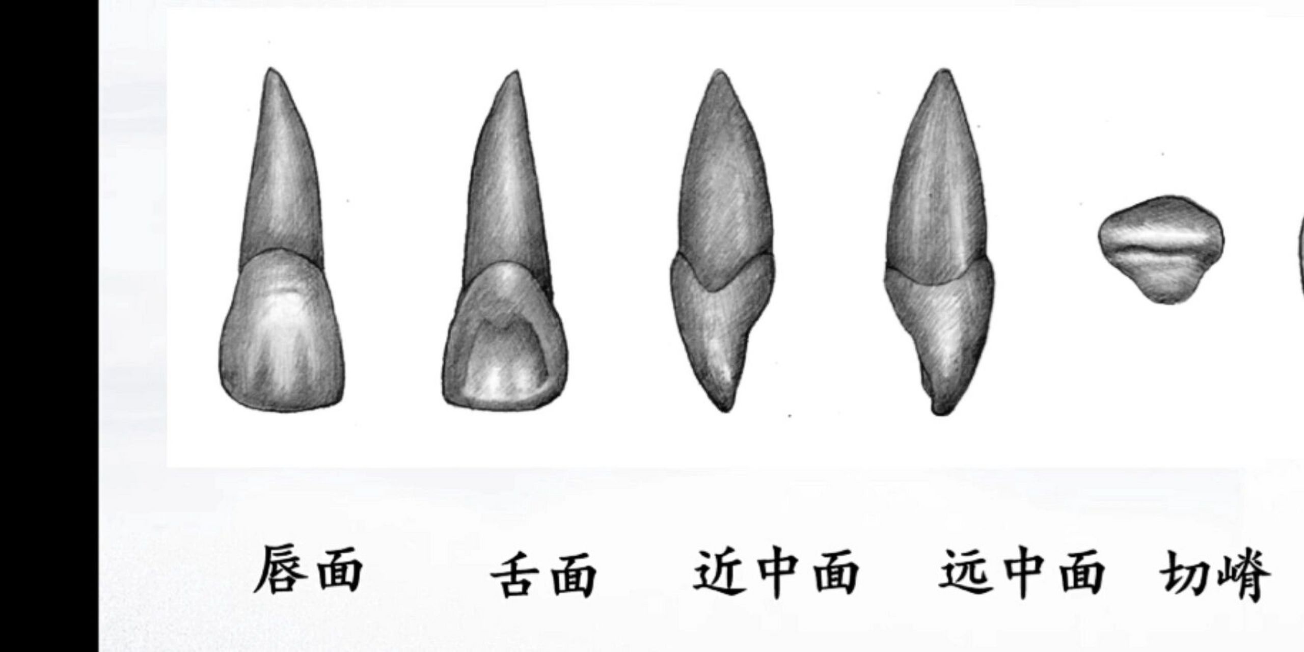 牙齿颌面形态解剖图图片