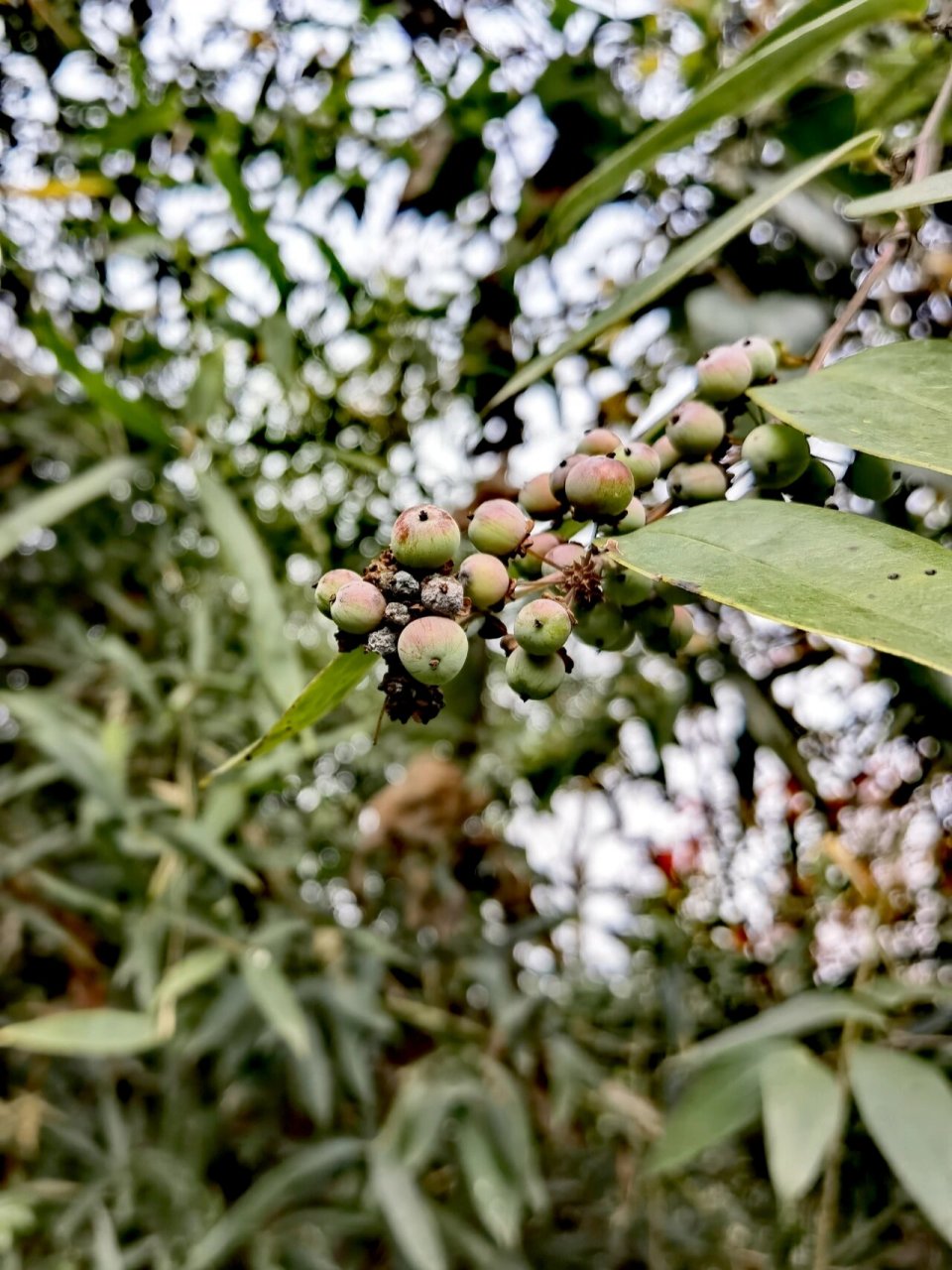 土茯苓 土茯苓,菝葜科,菝葜属,别称光叶菝葜,拍于长秋山脉丘区山地.