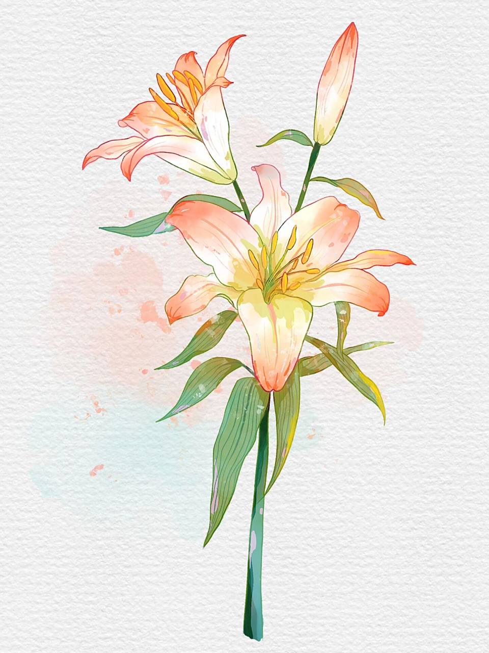 百合花🌸|超详细插画步骤教程 🎨工具:电脑💻➕ps➕手绘板 