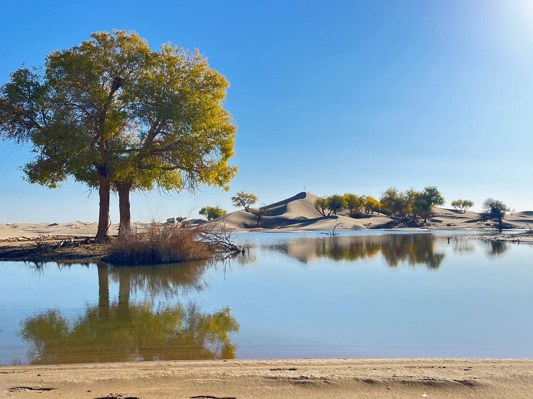 苍天胜地阿拉善 额济纳旗胡杨林是中国内蒙古自治区阿拉善盟的一处