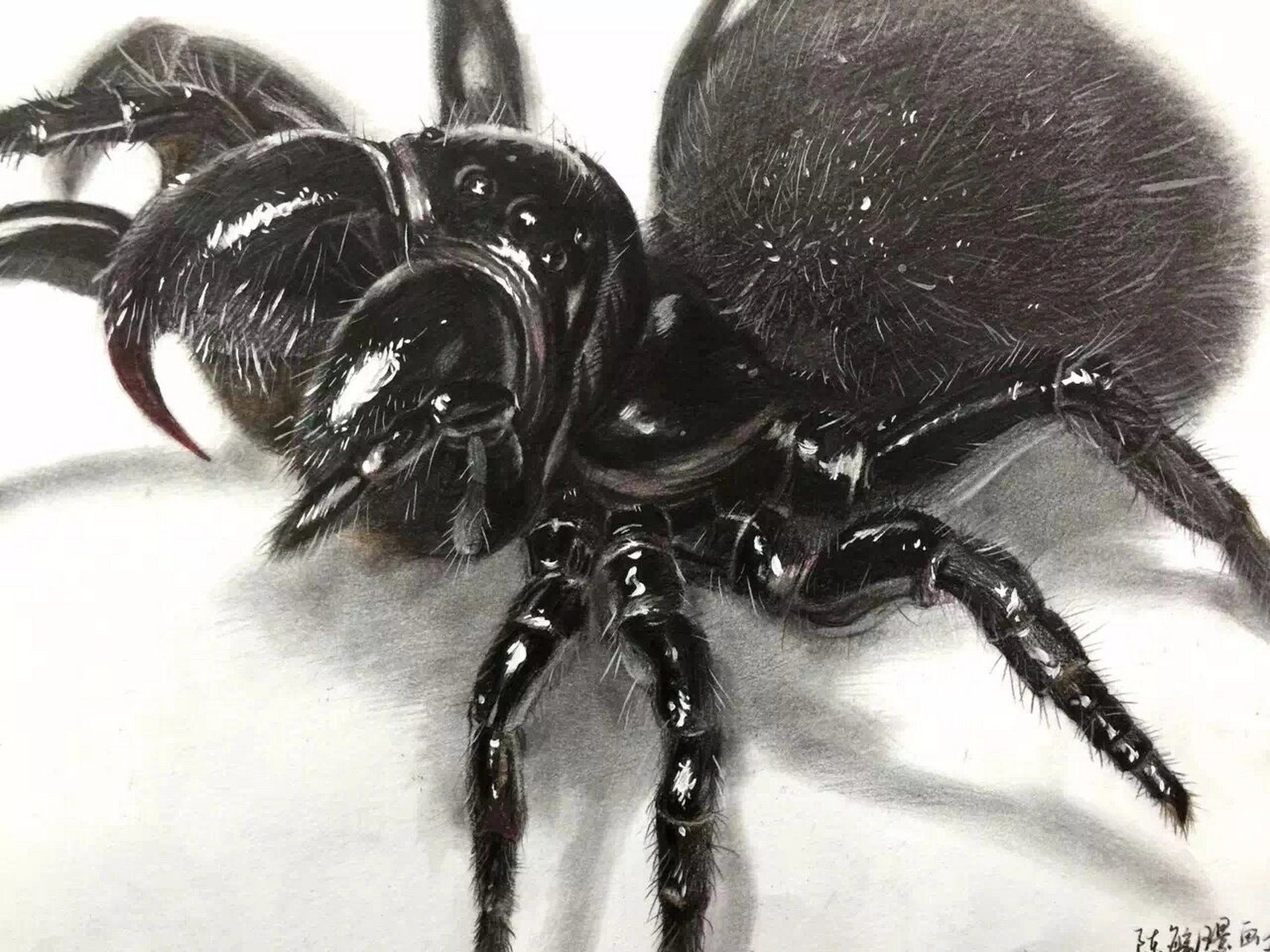 狼蛛精微素描 画室高中同学画的狼蛛