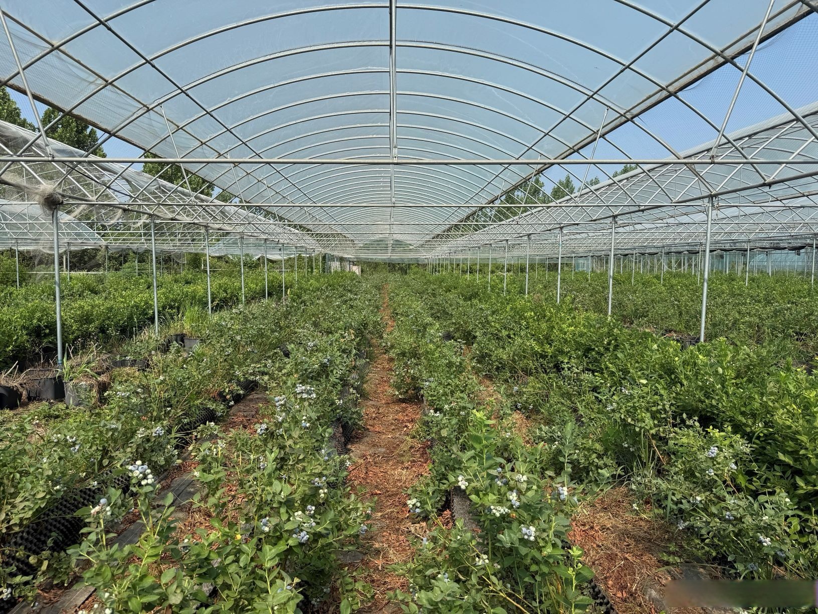 蓝莓树上挂满了沉甸甸的果实,宛如一串串蓝色的宝石,云南蓝莓种植基地