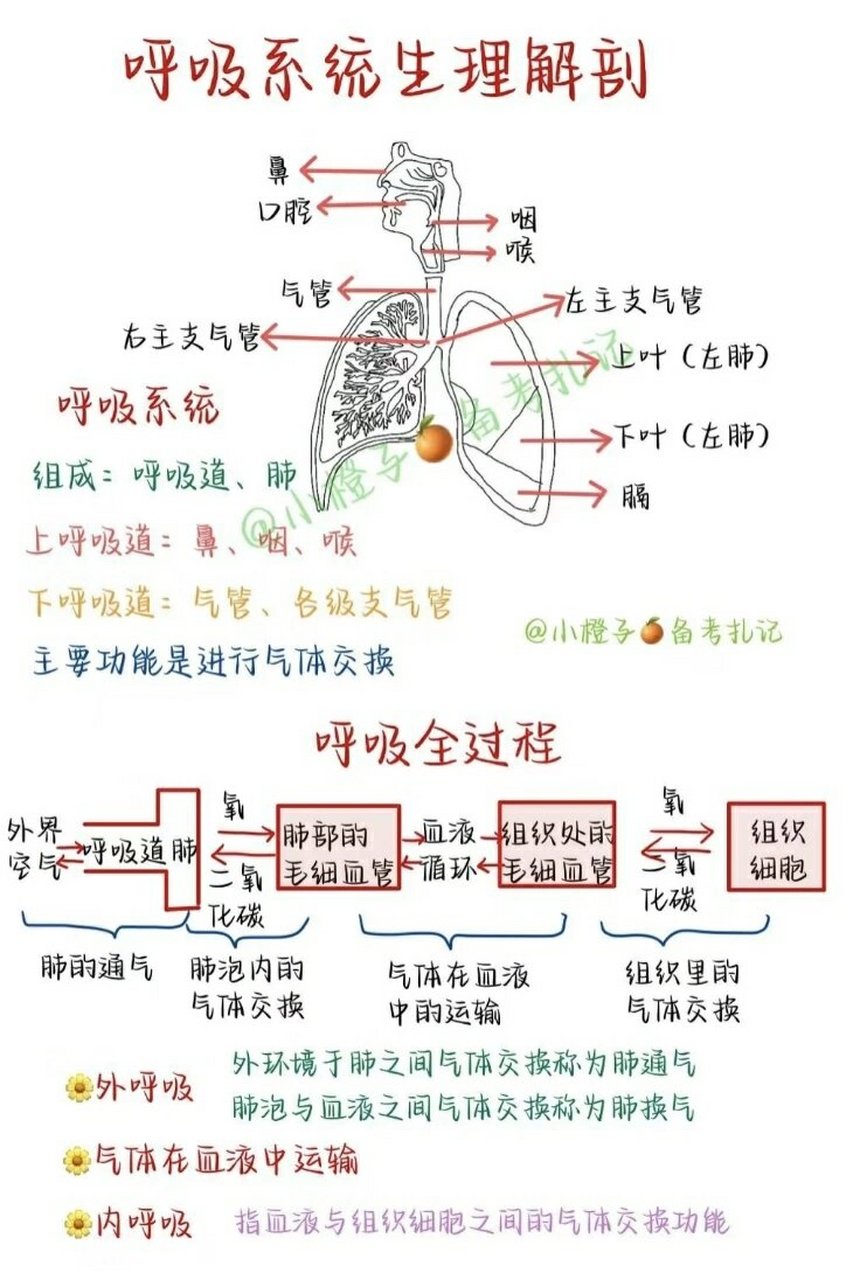 呼吸系统全景图,必看知识点在下一篇 图片版 文字版公式版在下一篇