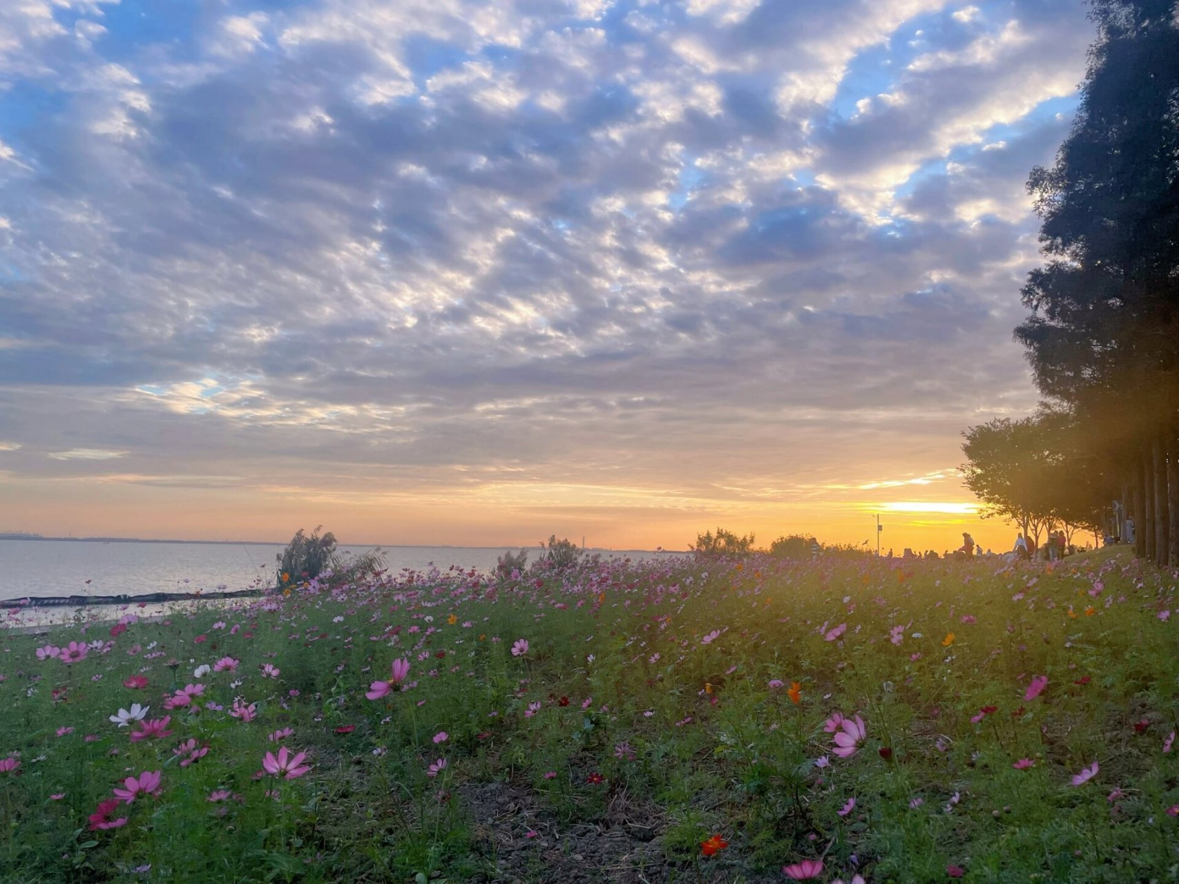 上海周末淀山湖一日游 推荐周末去淀山湖 真爱码头的风景很好,湖边有